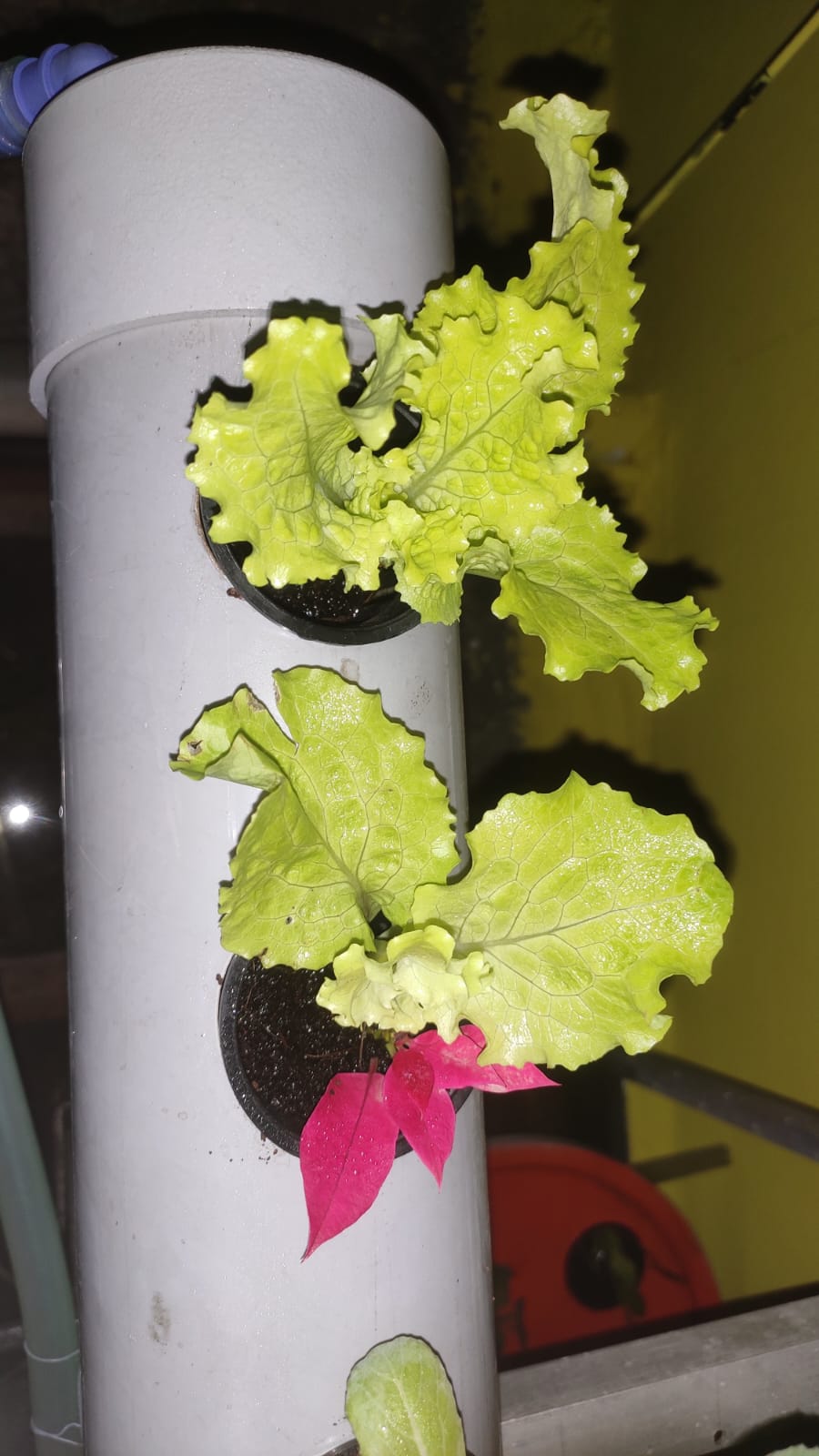 Pods in PVC pipe that i drilled