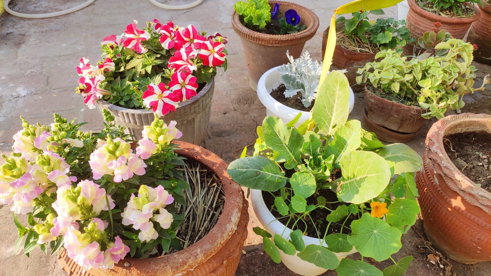 Conventional flowering plants