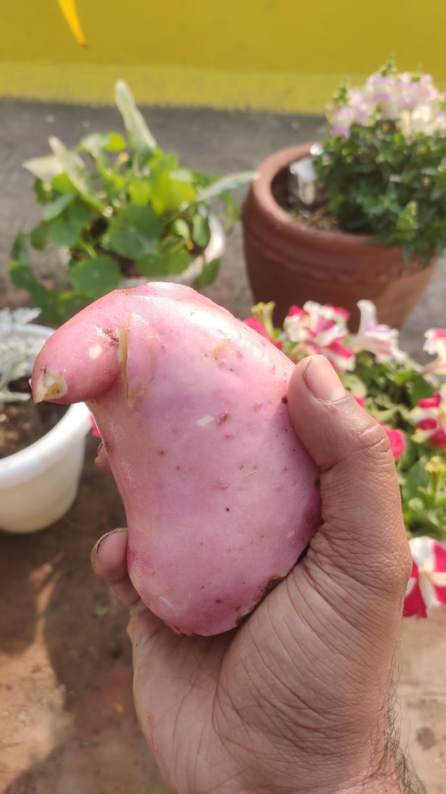 Nice big sweet potato 