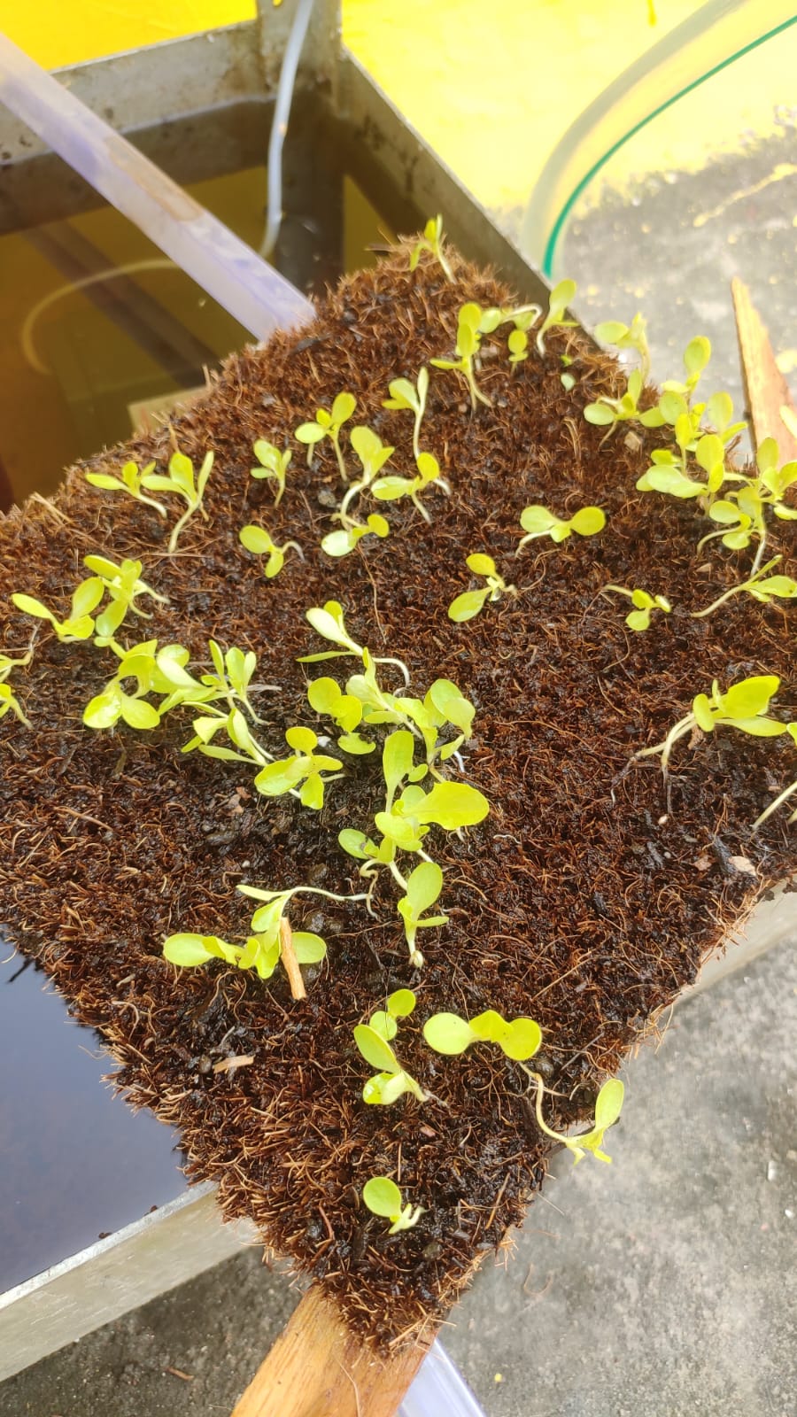 Tried using a coir mat as a foundation. failed. roots adhere too well