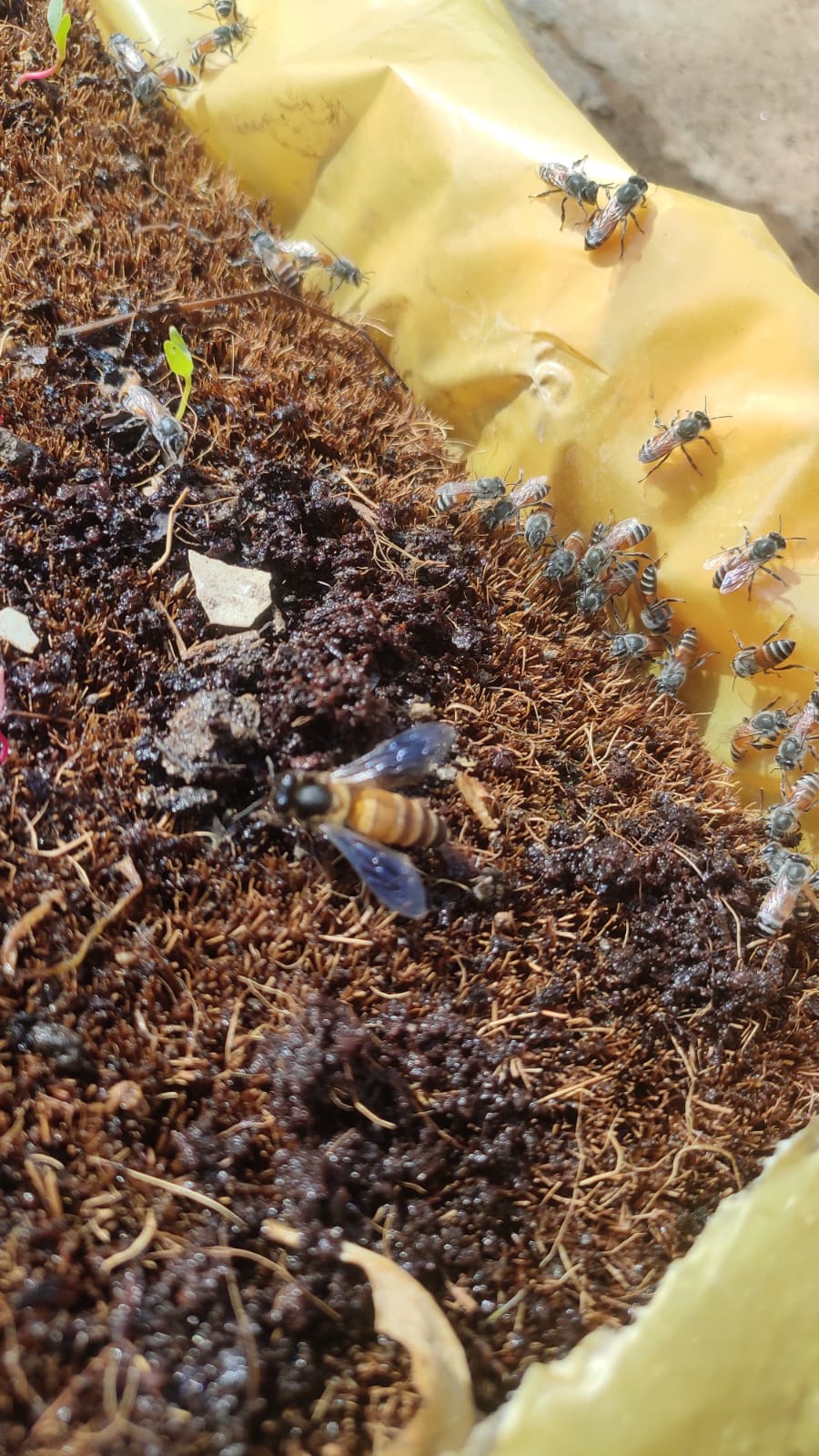 Lots of bees came on their own